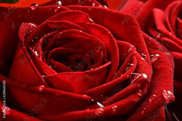 Fototapeta water drops on red rose. closeup