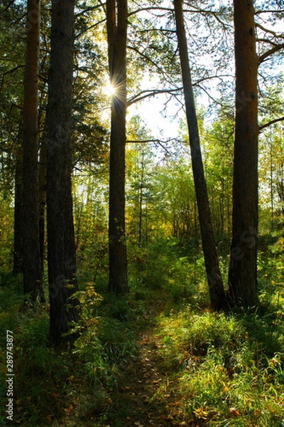 Fototapeta Autumn landscape on the banks of a forest river on a sunny warm day.