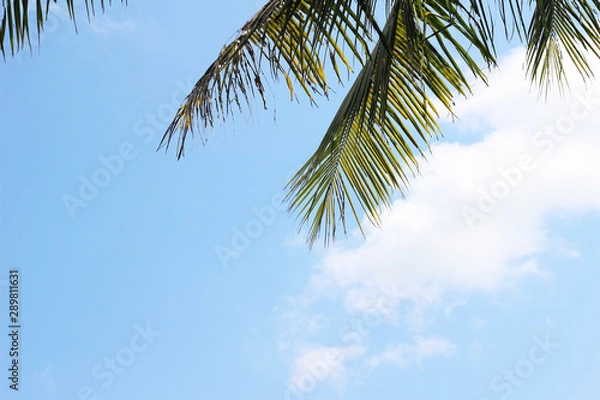 Fototapeta coconut leaf with blue sky background