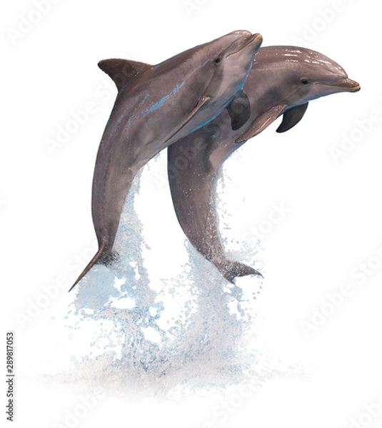 Fototapeta Two jumping dolphins isolated