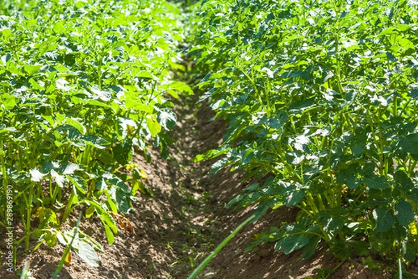 Fototapeta potatoes grown in a field in rows