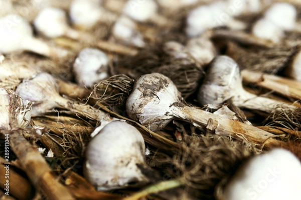 Fototapeta Large garlic, garlic lies on the ground, raw garlic