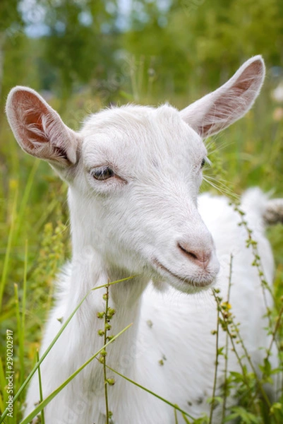 Fototapeta White goat in green grass closeup