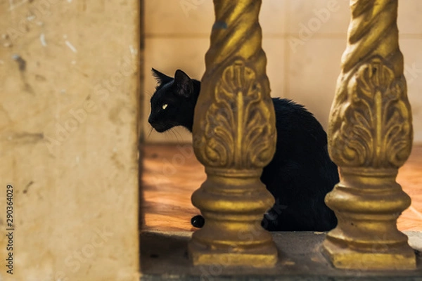 Fototapeta black cat in a buddhist temple in cambodia