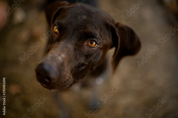 Fototapeta Brown dog sitting on the dry grass on the path kindly looking up in the forest