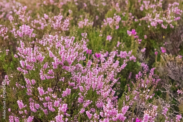 Fototapeta Beautiful heather flowers on the meadow close-up.