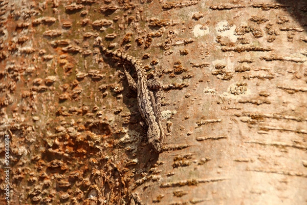 Fototapeta Gecko camouflage against a tree bark