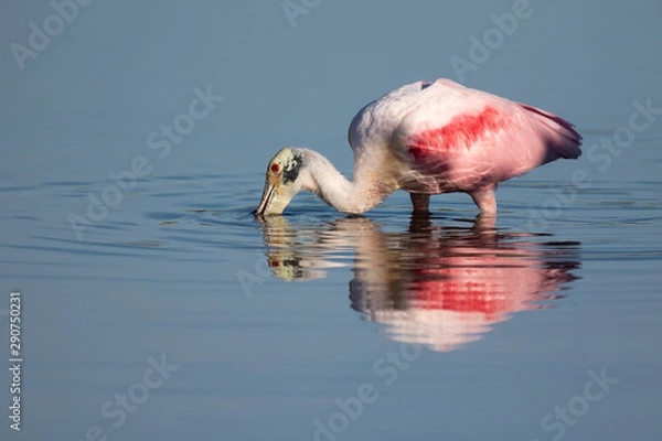 Fototapeta Roseate Spoonbill