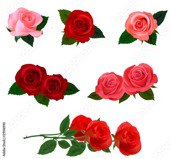 Fototapeta Big set of a beautiful colored roses. Vector illustration.