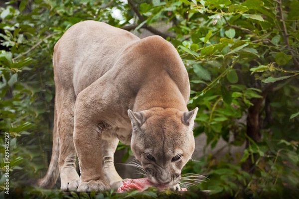 Obraz big cat puma (cougar) eats a piece of meat, a predatory animal eagerly devours prey, closeup portrait on a green background of the jungle (grass, green leaves).