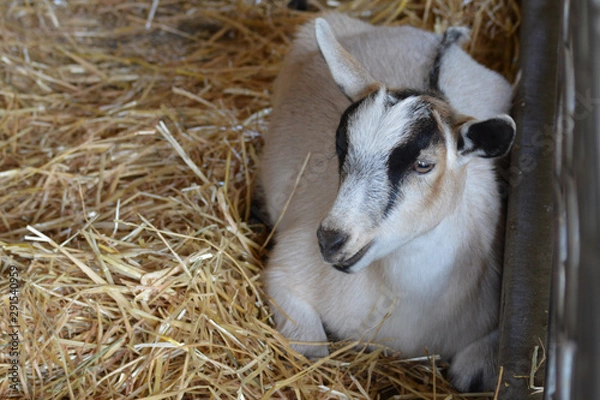 Fototapeta A goat at the farm