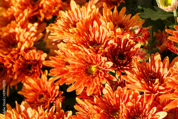 Fototapeta Close-up on chrysanthemum plants on tombstones for All Saints Day