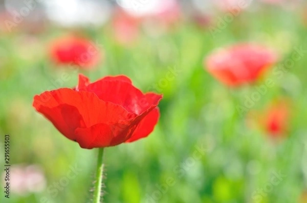 Fototapeta poppy flower