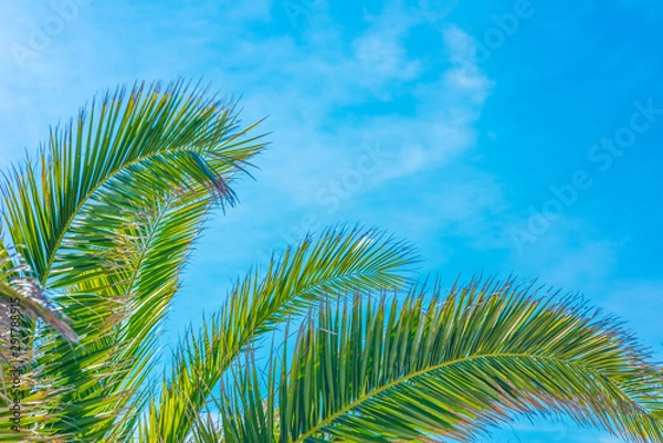 Fototapeta Green palm leaves in the sun against a blue sky.