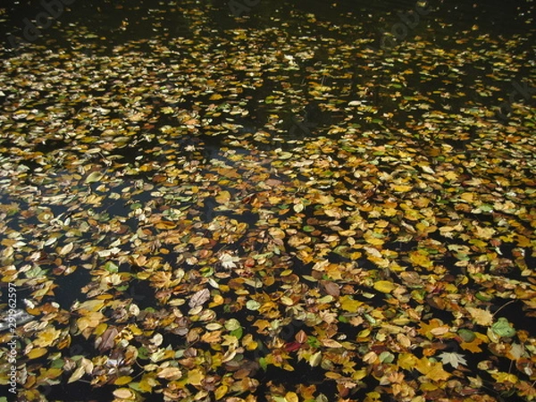 Fototapeta yellow leaves in the water