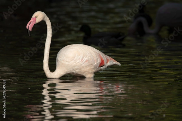 Fototapeta White flamingo with pink beak walking in the water