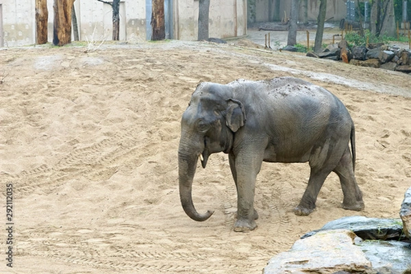 Fototapeta elephant in the zoo