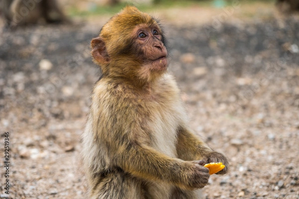 Fototapeta Macaque baby monkey holding a piece of food in Morocco close to Atlas Mountains