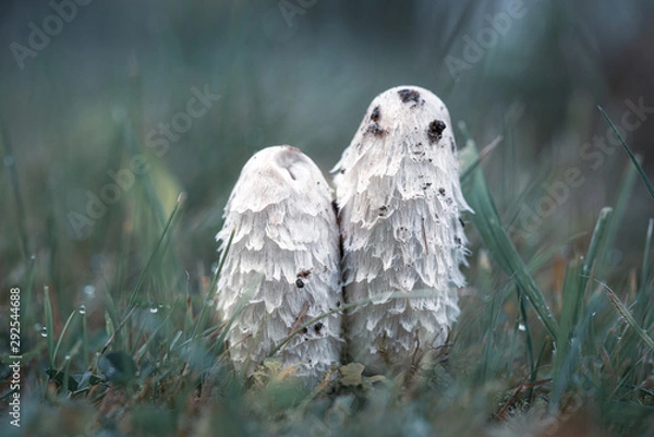 Fototapeta two small white asparagus mushrooms stand side by side on a green meadow