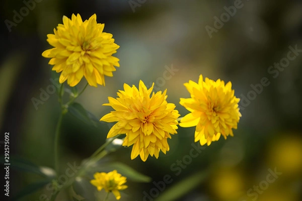 Fototapeta  Autumn flowers - golden balls during flowering in the garden