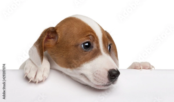 Fototapeta Jack Russell Terrier puppy, 2 months old, getting out of a box