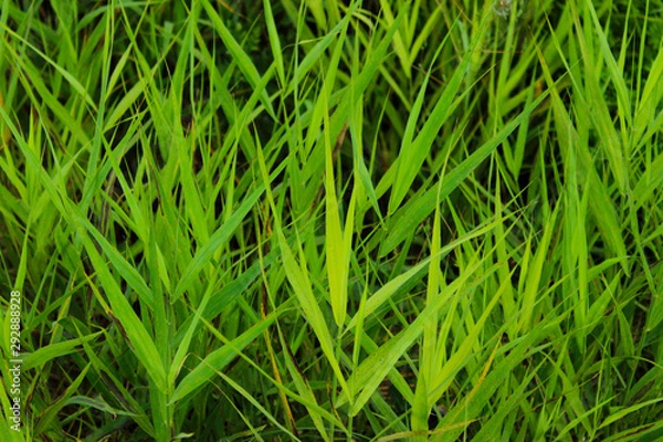 Fototapeta Blurred image of beautiful dark green grass. Clopped shot of green field. Dark green grass background, blurred, close up. 