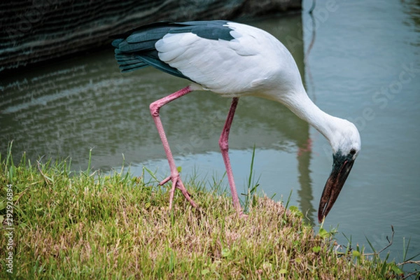 Fototapeta Stork