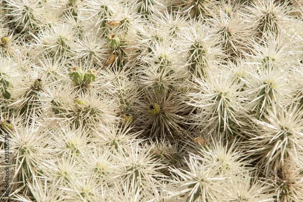 Fototapeta capture of Lanzarote canary 