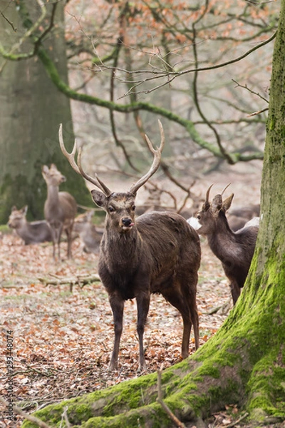 Fototapeta stag in the forest