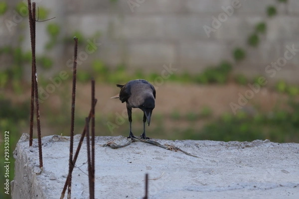 Obraz The House Crow or The Indian Grey-necked