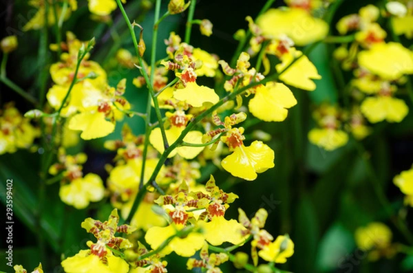 Fototapeta Yellow blurred orchid flowers with blurred pattern background