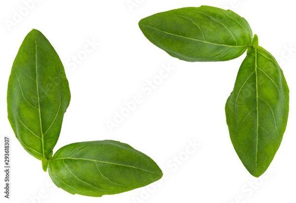 Fototapeta Fresh basil leaf isolated on white background, close up. Basil herb