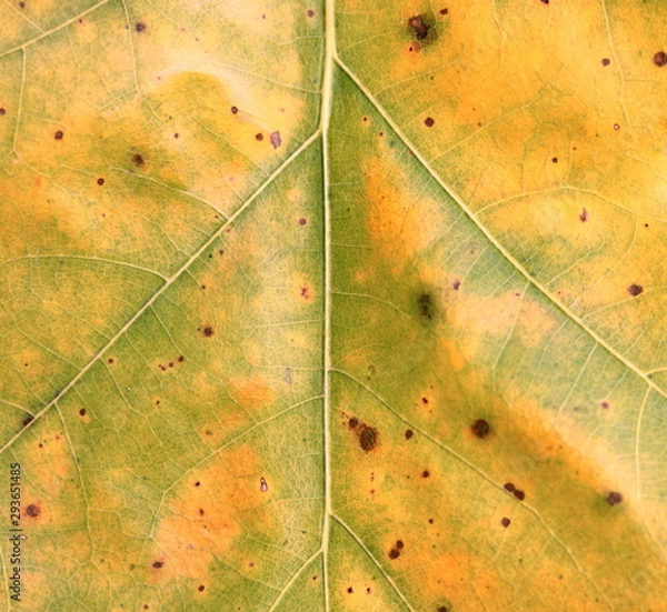 Fototapeta Beautiful autumn oak yellow and red leaves with natural texture