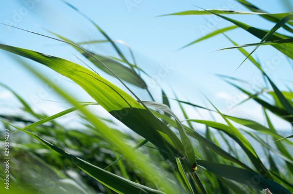 Fototapeta Blades of grass on a windy sunny day with a seascape in the background.