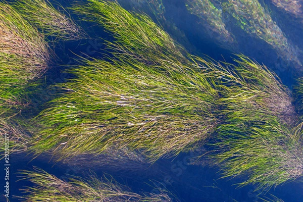 Fototapeta Algae on the surface of the water as a background