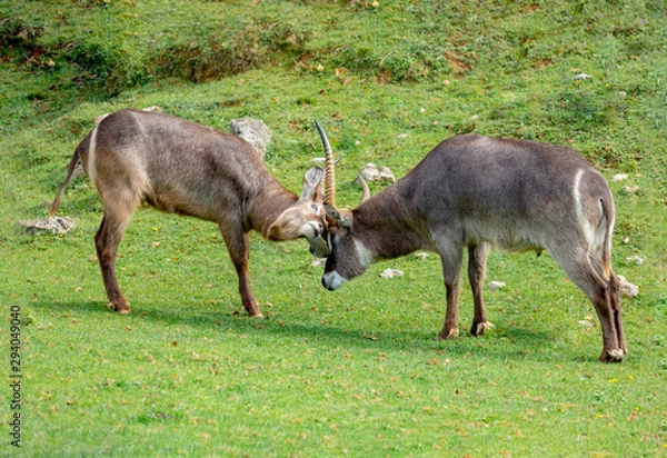 Fototapeta Two Oryx gazelle fighting