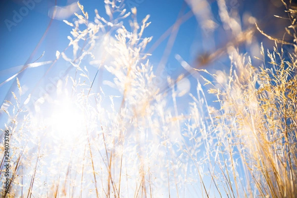 Fototapeta Grass and sky, Field of Wheat In Summer With Blue Sky Background