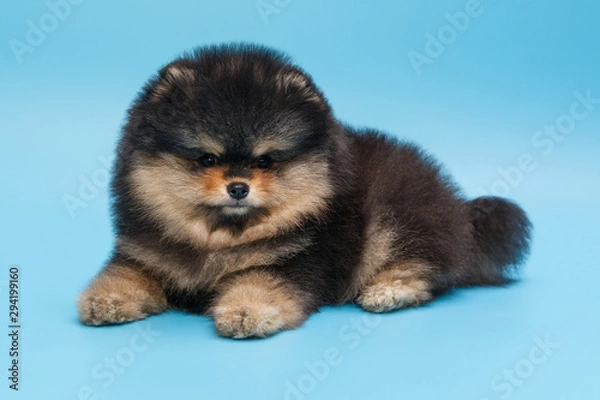 Fototapeta Black Pomeranian puppy