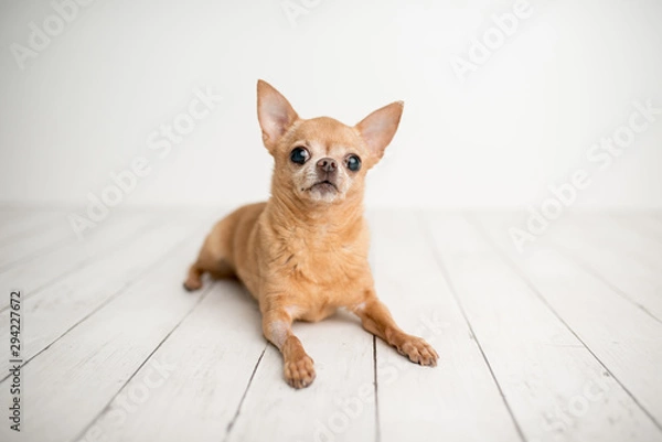 Fototapeta Tan Chihuahua on an indoor photo set, adorable senior dog with cute personality