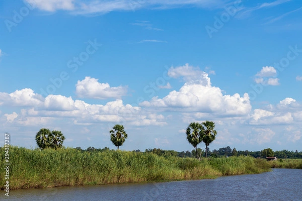 Fototapeta Sugar palm trees and grass and sky clouds.