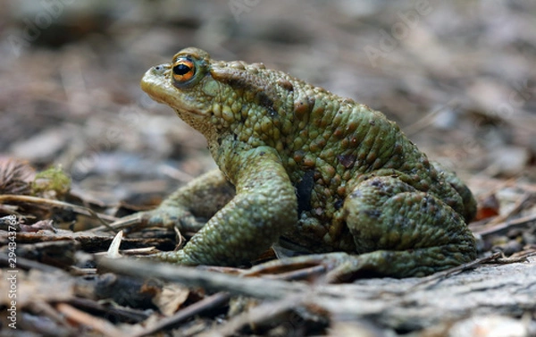 Fototapeta Toad (Bufo Bufo) is a frog native to sandy and heathland areas of Europe