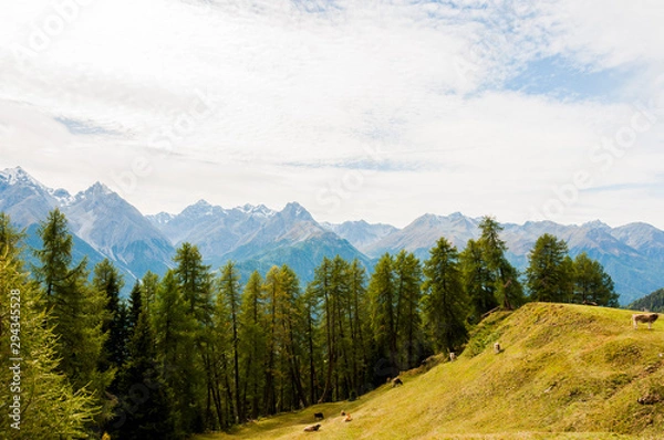 Obraz Scuol, Ftan, Unterengadin, Bergwiese, Kühe, Alpen, Piz Pisoc, Piz Plavna, Wanderweg, Motta Naluns, Sommer, Graubünden, Schweiz