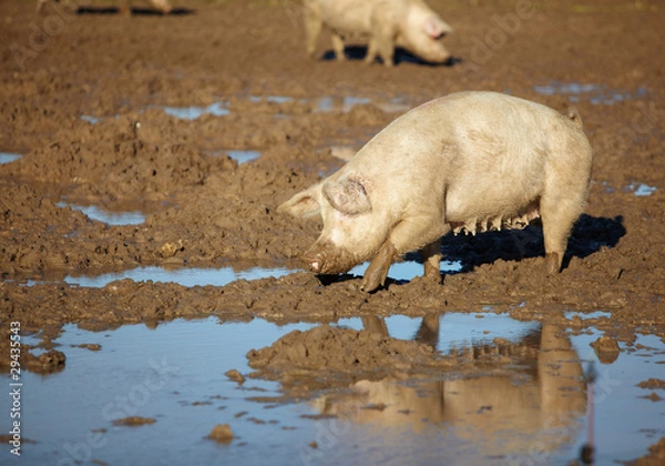 Fototapeta Schwein suhlt im Schlamm