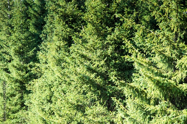 Fototapeta texture of christmas tree branches. Natural background. Green color.