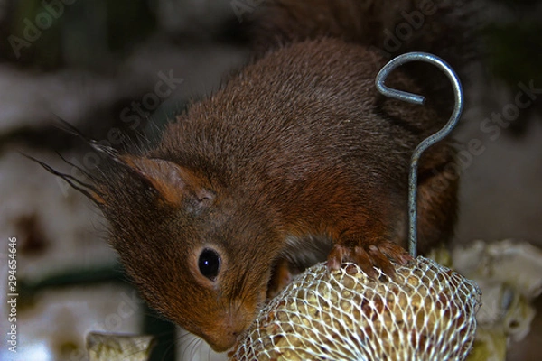 Fototapeta Squirrel nibbles at bird food in winter near by the house. close up