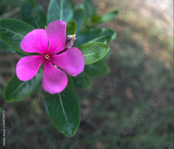 Fototapeta Flower