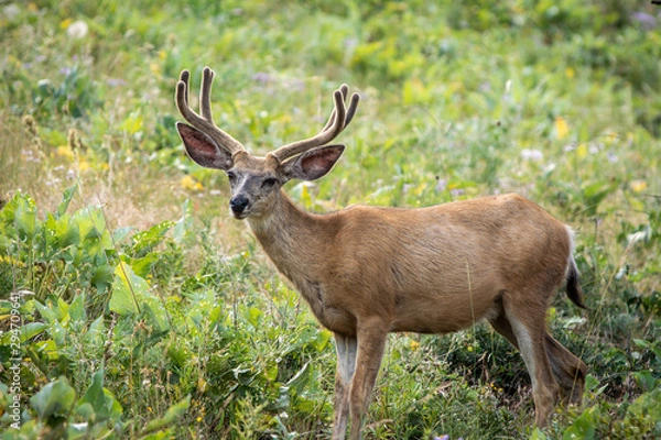 Fototapeta Blacktail Deer in Velvet