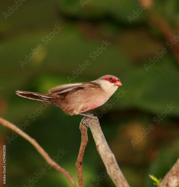 Fototapeta portrait of bird