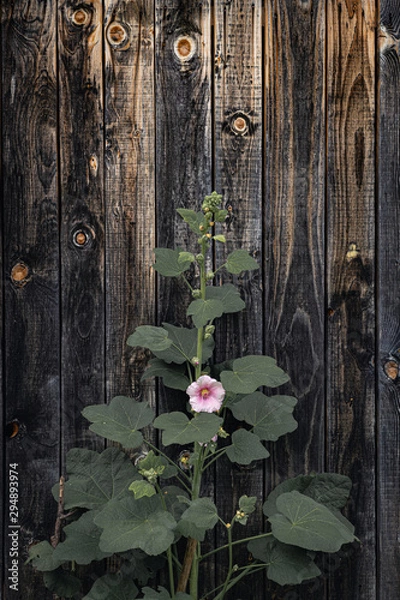 Fototapeta hibiscus flower