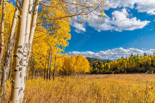 Fototapeta Fall Foliage In Golden Gate State Park, Golden Colorado